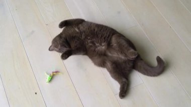 Tembel kahverengi İngiliz kısa saçlı kedi yere döşeme ve fare oyuncak ile oynuyor. Oyuncu kedi av faresi ile oynuyor