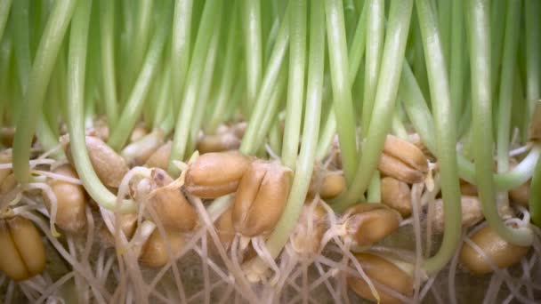 Crescer Grama Comestível Casa Brotos Verdes Saindo Sementes Panela Branca — Vídeo de Stock