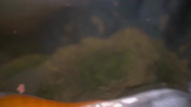 Evde akvaryumda japon balığı besleme. Altın balık su yüzeyinden balık yiyor