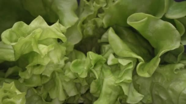 Dolly Shot Abstract Shapes Green Lettuce Leafs Dolly Shot Close — Stock Video