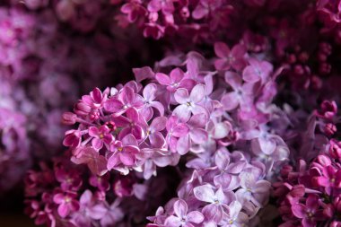 Leylak çiçekleri - syringa vulgaris, güzel menekşe - pembe çiçekleri çiçek bitki. Zeytin ailesinin mor Avrasya çalısı