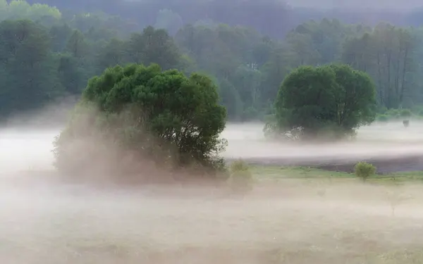 Baixa névoa pendurada em torno de árvores sobre a grama no início da manhã nebulosa nos campos. atmosfera misteriosa na paisagem da natureza — Fotografia de Stock