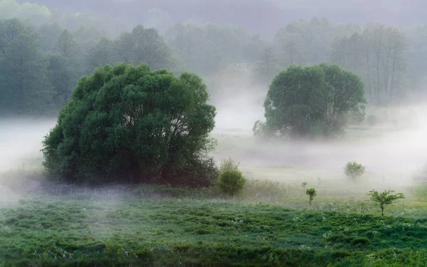 Низкий туман над деревьями над травой ранним туманным утром в полях. Загадочная атмосфера в природе — стоковое фото