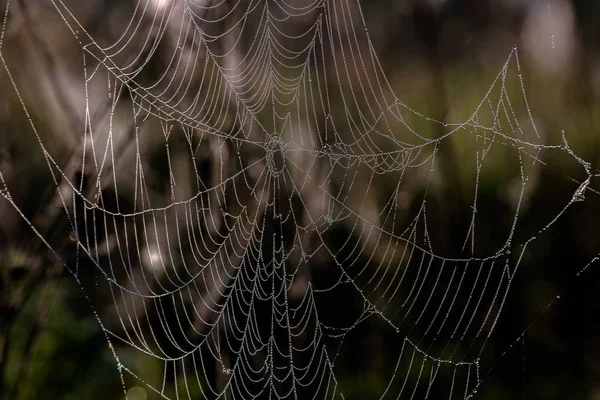 Tarlalarda çimenlerde asılı sabah çiy ile örümcek ağı. Sabah güneş ışığında yağmur damlacıkları ile kaplı örümcek ağı Soyut desen — Stok fotoğraf