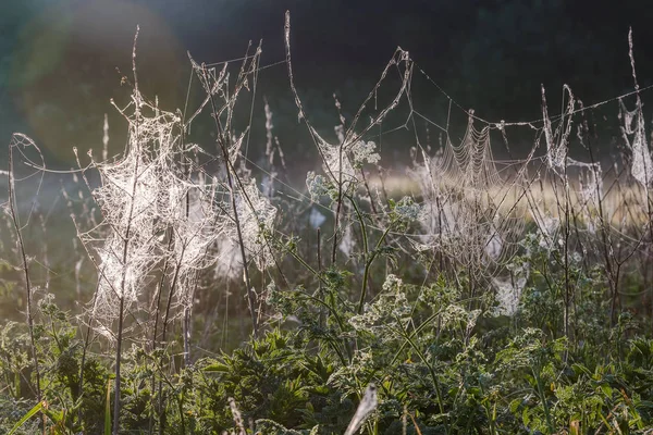 Pavučina s ranní Rosy visí na trávě v polích. Abstraktní vzor pavučinky pokrytý dešťové kapky v ranním slunečním světle — Stock fotografie