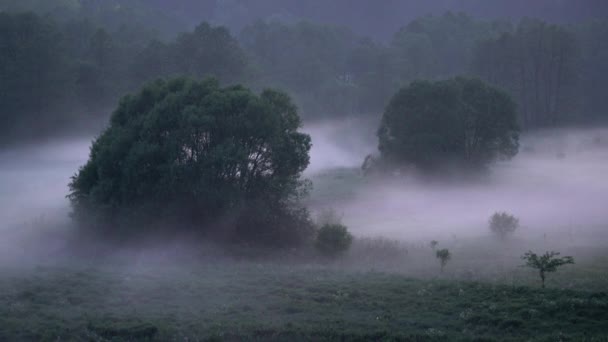 野原の夜の草の上の木の周りに低いぶら下がり霧の時間の経過 自然の風景の中の神秘的な雰囲気 — ストック動画