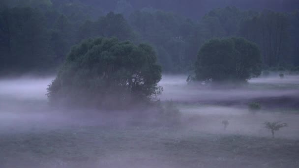 Time Lapse Low Hanging Mist Trees Grass Night Fields Mysterious — Stock Video