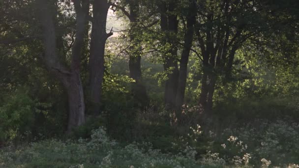 霧と木の枝を通して太陽が光を投げかける森の美しい朝の風景 — ストック動画