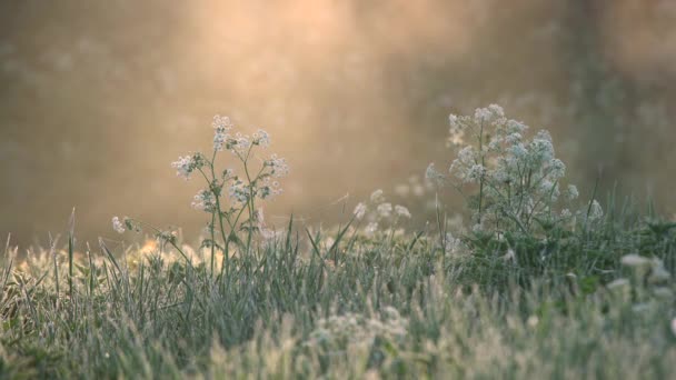 美丽的花与白花在草背上点燃金色的早晨阳光和雾的背景 — 图库视频影像
