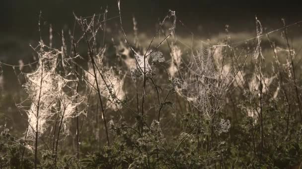 Spinnennetz Mit Morgentau Das Auf Dem Gras Auf Den Feldern — Stockvideo