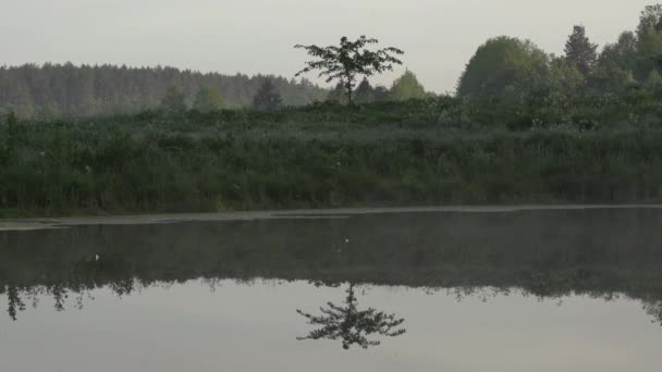 Litet Träd Reflektion Vattnet Tidig Lugn Morgon Mystisk Atmosfär Naturen — Stockvideo