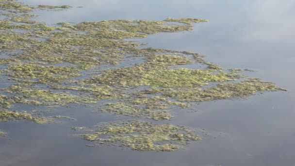 池塘表面的粘稠 绿色的漂浮水藻类 在水面上生长的绿色杂草 酸化水 — 图库视频影像