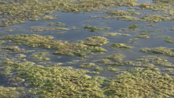 池塘表面的粘稠 绿色的漂浮水藻类 在水面上生长的绿色杂草 酸化水 — 图库视频影像