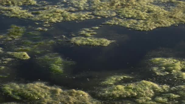 Slimy Groene Drijvende Water Algen Het Oppervlak Van Vijver Groene — Stockvideo