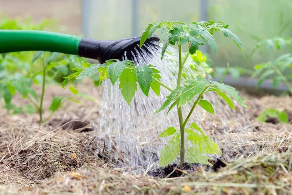 Kunststoff-Gießkanne oder trichterförmige Tomatenpflanze im Gewächshaus. Tomatenpflanzen aus biologischem Anbau ohne Gemüse, umgeben von Mulch, der gegossen wird — Stockfoto