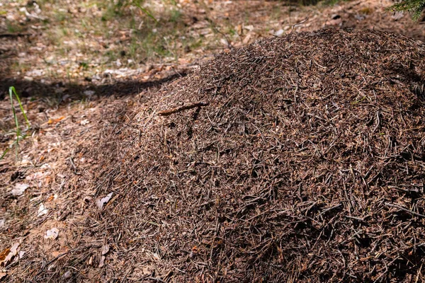 Grande collina di formiche nella foresta europea alla luce del mattino. formicaio, struttura di nido formicolare fatta di aghi di pino impilati l'uno sull'altro . — Foto Stock