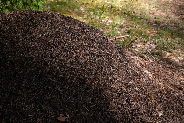 Gran colina de hormigas en el bosque europeo a la luz de la mañana. Anillo, estructura formicaria del nido hecha de agujas de pino apiladas una encima de la otra . —  Fotos de Stock
