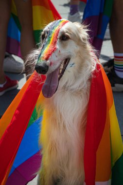 Köpek gökkuşağı bayrağı ile kaplı olay. Eşcinsel bayrağı LGBT topluluk haklarını destekleyen kutlama sırasında köpekler burun boyalı