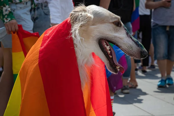 Hund mit Regenbogenfahne bei der Veranstaltung. Schwulenfahne auf Hundenase gemalt bei Feier zur Unterstützung der lgbt-Community-Rechte — Stockfoto