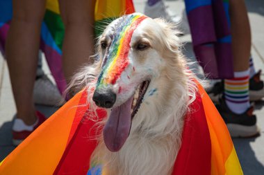 Köpek gökkuşağı bayrağı ile kaplı olay. Eşcinsel bayrağı LGBT topluluk haklarını destekleyen kutlama sırasında köpekler burun boyalı