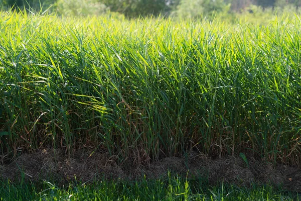 Canne verdi precipita sfondo. Spazzola di canna che soffia nel vento. Erba selvatica vicino all'acqua. ciuffo d'erba — Foto Stock