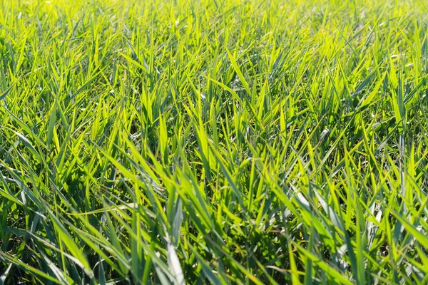 Canne verdi precipita sfondo. Spazzola di canna che soffia nel vento. Erba selvatica vicino all'acqua. ciuffo d'erba — Foto Stock