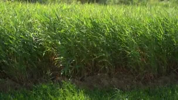 Green Reeds Rushes Background Brushwood Cane Blowing Wind Wild Grass — Stock Video