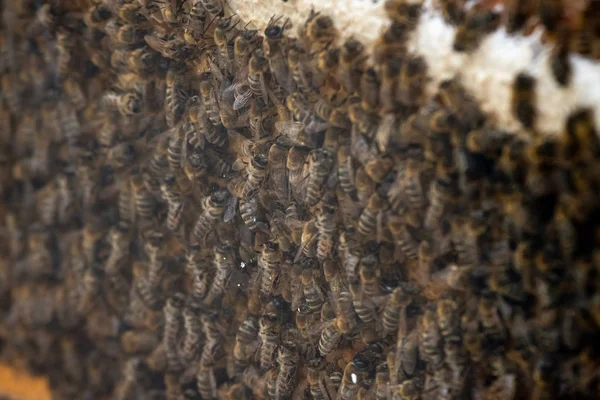 Thousands of bees on honeycombs with honey. Bees collecting nectar and putting into hexagonal cells after returning to beehive — Stock Photo, Image