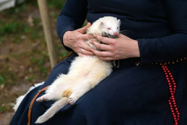 Donna mani tenendo furetto bianco adorabile all'aperto. furetto peloso argento dormire su donna ginocchia al di fuori — Foto Stock