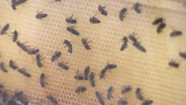 Тысячи Пчел Сотах Медом Пчелы Собирают Нектар Помещают Шестиугольные Клетки — стоковое видео