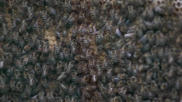 Thousands Bees Honeycombs Honey Bees Collecting Nectar Putting Hexagonal Cells — Stock Video