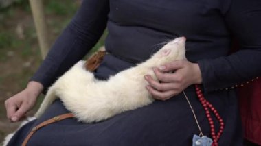 Kadın elleri tutarak ve güzel beyaz Ferret açık havada sarılarak. Tüylü gümüş Ferret Sleeping üzerinde kadın diz dışında