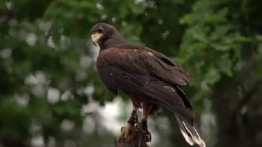 Peregrine Brown Falcon avına bakıyor. Dışarıda yeşil arka planda izole saker Falcon yakın