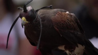 Deri baş kapağı ile Falcon Mans el oturuyor. Açık havada kör edici kask ile vahşi saker Falcon