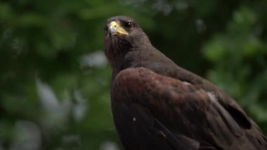 Peregrine Brown Falcon avına bakıyor. Dışarıda yeşil arka planda izole saker Falcon yakın