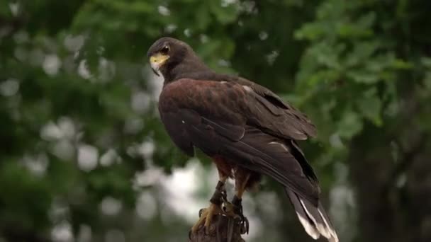 Halcón Marrón Peregrino Mirando Presa Primer Plano Del Halcón Sacre — Vídeo de stock