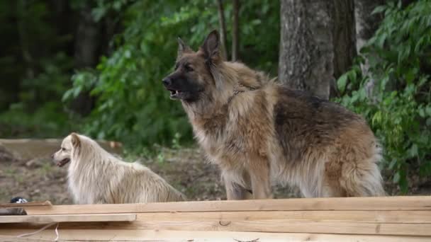 Arg Varghund Skäller Utanför Buskarna Furry Wolf Dog Woof Utomhus — Stockvideo