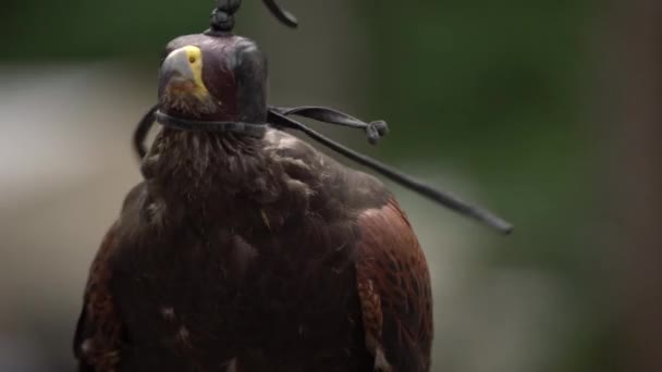 Falcon Koženým Krytem Sedícího Straně Man Sokolník Divoký Oslepující Přilbou — Stock video