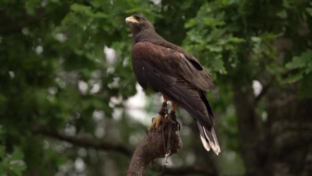 Peregrine Brown Falcon Tittar Bytesdjur Närbild Saker Falcon Isolerad Grön — Stockvideo
