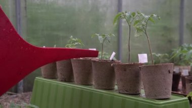 Seradaki plastik serpinti kutusu ya da sulama domates bitkisi. Sebzesiz organik ev yapımı domates. Etrafı gübre ile çevrili.