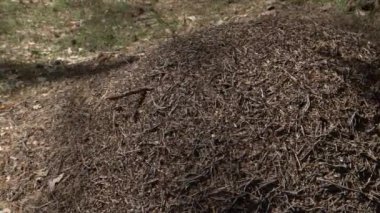 Sabah ışığında Avrupa ormanında büyük karınca Tepesi. Anthill, formicary yuva yapı çam ağacı iğneler birbirlerine üst yığılmış yapılmış.