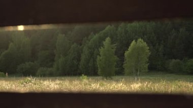 Sıcak günbatımı akşamları yeşil, yemyeşil yaz ağaçları. Ormanın kenarındaki alanda altın saat güneş ışığı parlar. Günbatımı yemyeşil yeşillik manzara