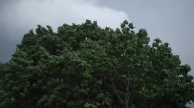 Yağmur önce dışarıda ağır yaz fırtınası. Ormanda yeşil ağaç dalları üfleme güçlü rüzgar. Dışarıda dramatik gök gürültüsü fırtınası.