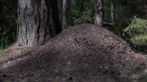 Большой Муравейник Европейском Лесу Рассвете Структура Муравьиного Гнезда Иголок Сосны — стоковое видео