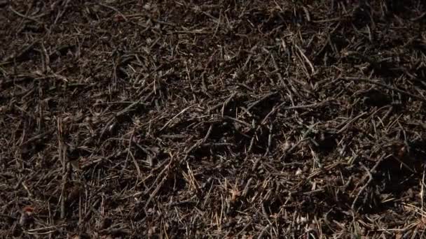 在晨光下的欧洲森林中的大山 由松树针堆叠在一起的炭疽 由松木针制成的甲酸筑巢结构 — 图库视频影像