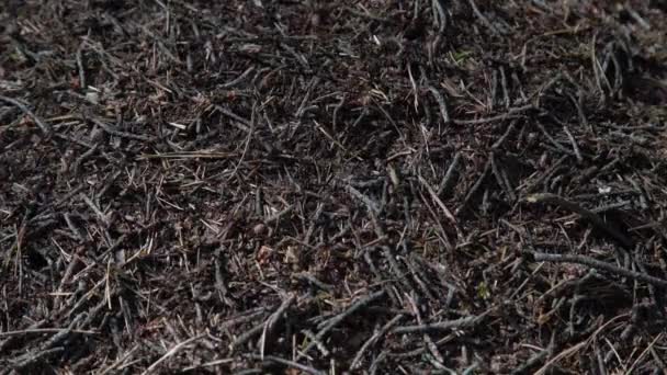 Grande fourmilière dans la forêt européenne à la lumière du matin. Fourmilière, structure de nid formique faite d'aiguilles de pin empilées les unes sur les autres .