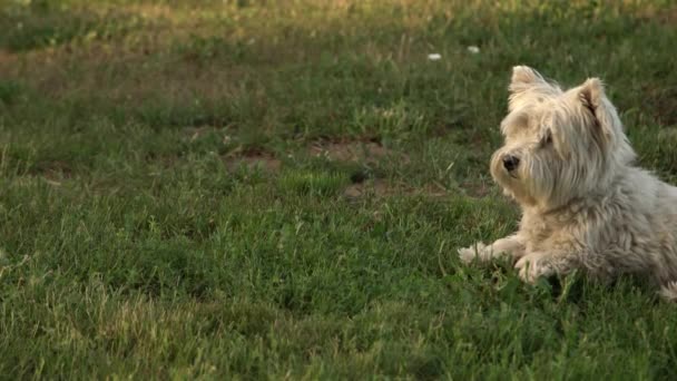 外の庭の緑の草の上に西高地の白いテリア 裏庭の芝生の上に毛皮のような純粋な品種のテリア犬 — ストック動画