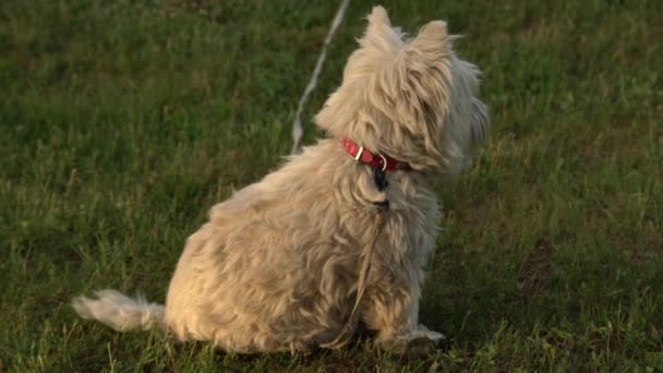 西部高原的白色猎犬在绿草丛中的花园外 在后院草坪上毛茸茸的纯种猎犬 — 图库视频影像