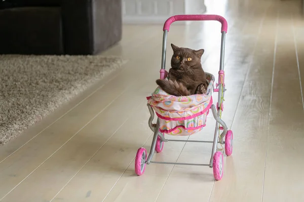 Британская короткошерстная кошка, лежащая в красочной детской коляске в помещении. Игривый домашний кот сидит в тележке внутри — стоковое фото