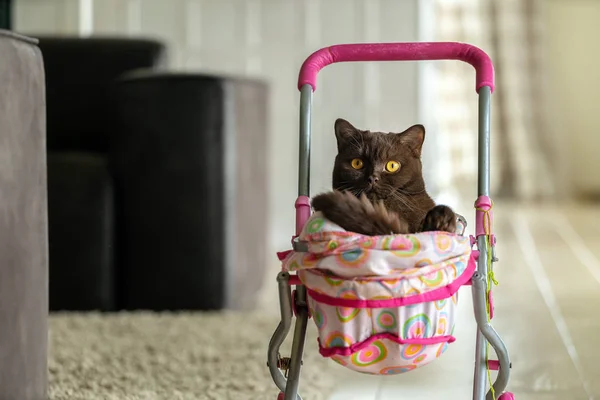 Британская короткошерстная кошка, лежащая в красочной детской коляске в помещении. Игривый домашний кот сидит в тележке внутри — стоковое фото